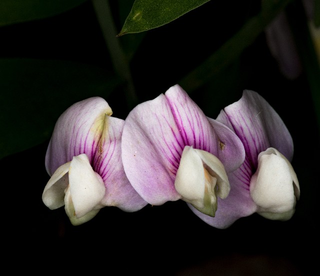 018Lathyrus lanszwertii leucanthus 19-5433.jpg